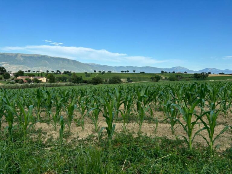 Terreno agricolo a Montefalco — € 22.000